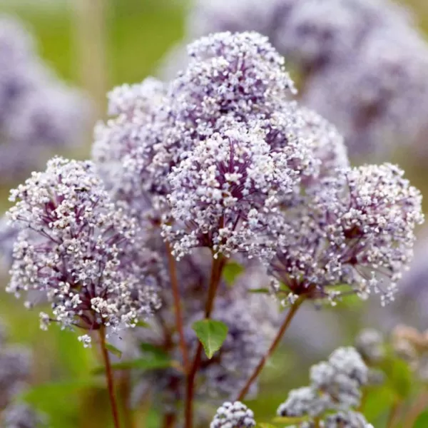 Ceanothus 'Marie Bleu' ® 20-30 C 2,5 L