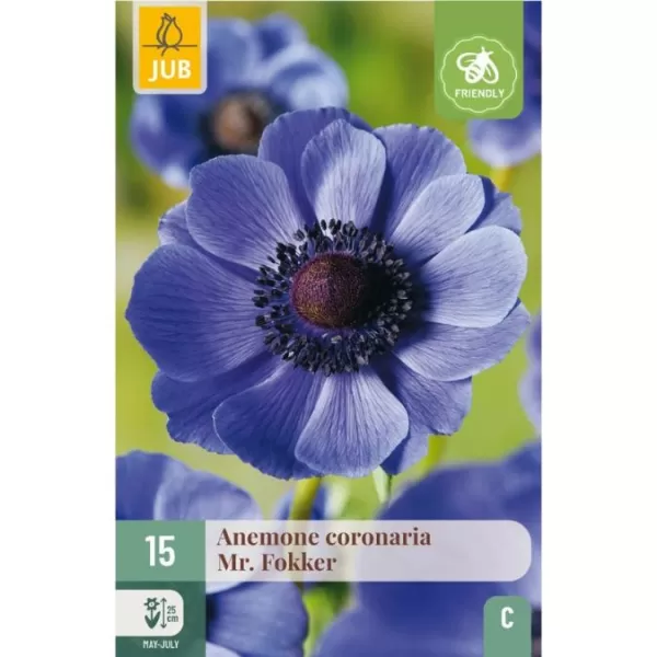 Karta - Sasanka - Anemone Coronaria Hollandia (15 cibulí) "C"