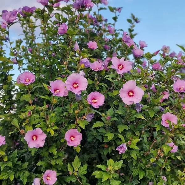 Hibiscus syriacus 'Russian Violet' 40–60 VKR4L