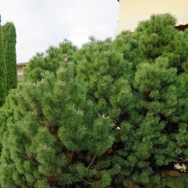 Pinus nigra 'Nana' C5L