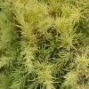 Cedrus deodara 'Aurea' 40-60 C 5 L