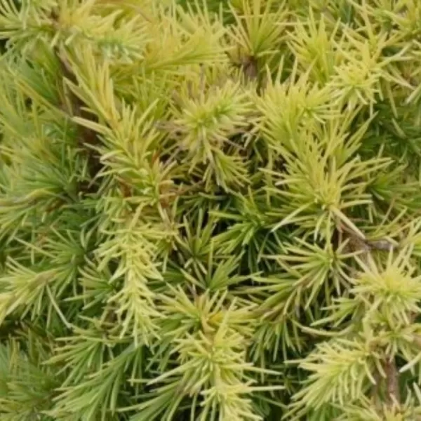 Cedrus deodara 'Aurea' 40-60 C 5 L