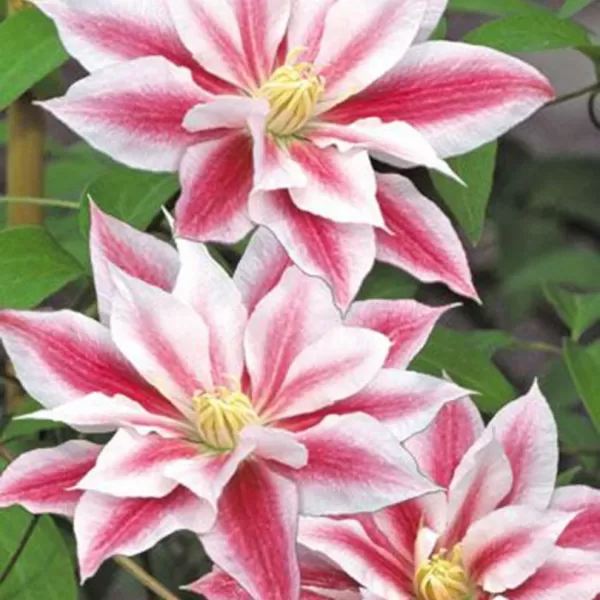 Clematis 'Andromeda' 60/+ RP 2 L