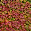 Parthenocissus tricuspidata 'Veitchii' 60/+ RP2L