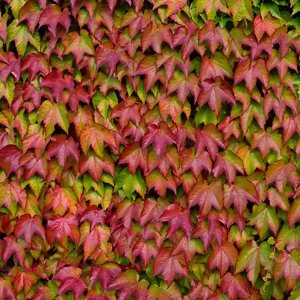 Parthenocissus tricuspidata 'Veitchii' 60/+ RP2L