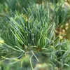 Pinus parviflora 'Negishi' C13L