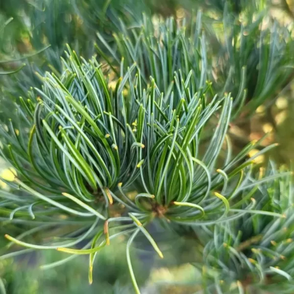 Pinus parviflora 'Negishi' C13L