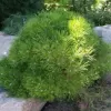 Pinus densiflora 'Low Glow' C13L