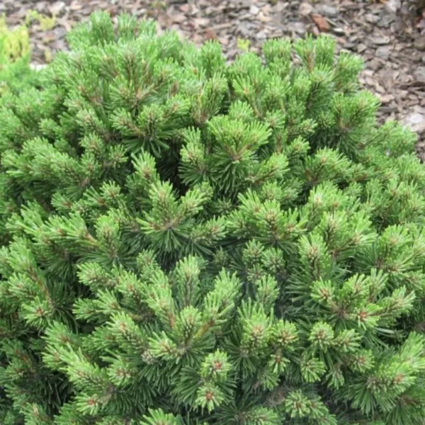 Pinus mugo 'Liliput' 50-60 C 20 L