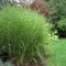 Miscanthus sinensis 'Little Zebra' . VKR2L
