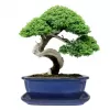 Mísa bonsai s podmiskou - modrá 21,5x17cm