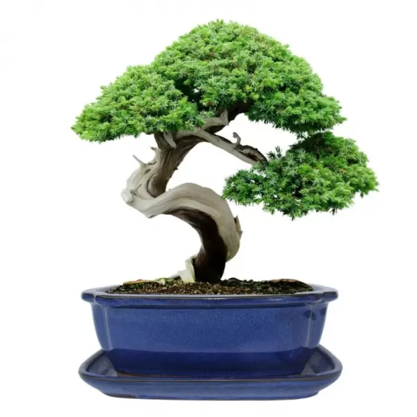 Mísa bonsai s podmiskou - modrá 21,5x17cm