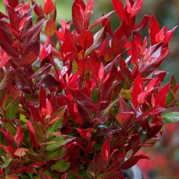 Leucothoe fontan. 'Little Flames' ® 20-30 VKR3L