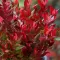 Leucothoe fontan. 'Little Flames' ® 20-30 VKR3L