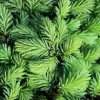 Picea abies 'Little Gem' C5L
