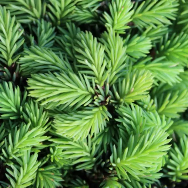 Picea abies 'Little Gem' C5L