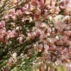 Cytisus (P) 'Zeelandia' 20-30 VKR1,5L