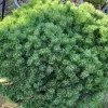 Pinus mugo 'Humpy' C5L
