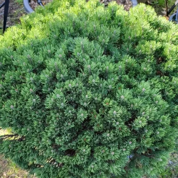 Pinus mugo 'Humpy' C5L