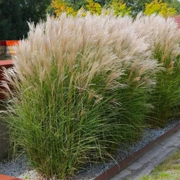 Miscanthus sinensis 'Kleine Silbersp.' . VKR2L