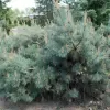 Pinus sylvestris 'Repens' C13L