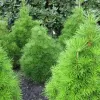 Sciadopitys verticillata 30-40 C 2,5 L