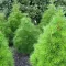 Sciadopitys verticillata 30-40 C 2,5 L