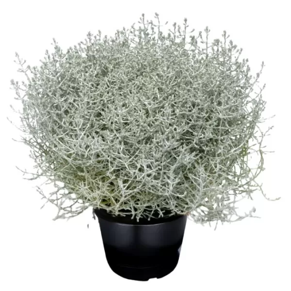 Calocephalus brownii 'Silverbush' 10-15 P11 - Drátovec