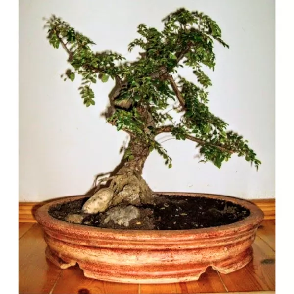 Keramika - Bonsai ovál 2