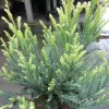 Sequoia sempervirens 'Adpressa' 25-30 C 2,5 L