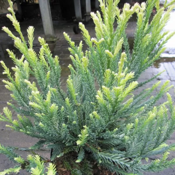Sequoia sempervirens 'Adpressa' 25-30 C 2,5 L