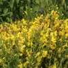 Cytisus 'Luna' 20-30 VKR1,5L