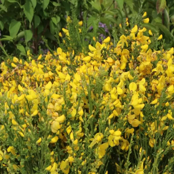 Cytisus 'Luna' 20-30 VKR1,5L