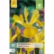 Karta - Kosatec - Iris Hollandica Yellow (25 cibulí) "B"