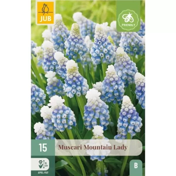 Karta - Modřenec - Muscari White Magic (15 cibulí) "C"
