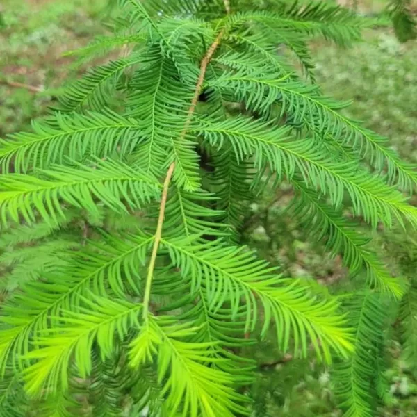 Taxodium distichum 30-40 C 2,5 L
