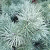 Pinus sylvestris 'Blue Pearl' C13L