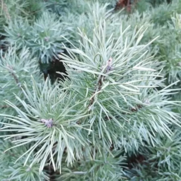 Pinus sylvestris 'Blue Pearl' C13L
