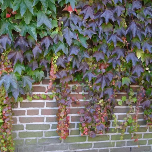 Parthenocissus tricuspidata 'Veitchii' 60/+ RP2L