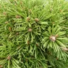 Pinus mugo 'Benjamin' C13L