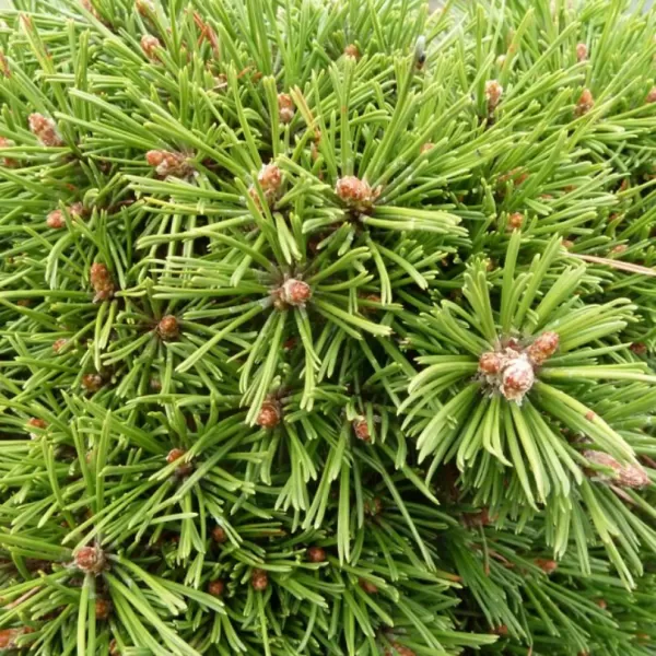 Pinus mugo 'Benjamin' C13L