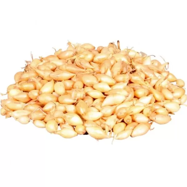 Sazečka - Shakespeare ozimá 250g