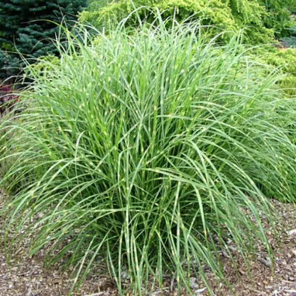 Miscanthus sinensis 'Little Zebra' . VKR2L