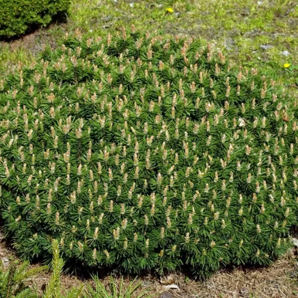 Pinus mugo 'Benjamin' C5L