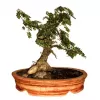 Keramika - Bonsai ovál 2