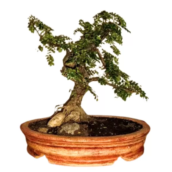 Keramika - Bonsai ovál 2