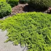 Juniperus communis 'Lemon Carpet' 15-20 C 2,5 L