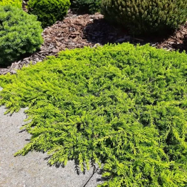 Juniperus communis 'Lemon Carpet' 15-20 C 2,5 L