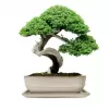 Mísa bonsai s podmiskou - krémová 27x21cm