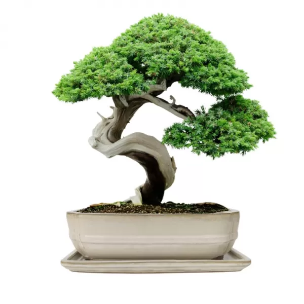 Mísa bonsai s podmiskou - krémová 27x21cm